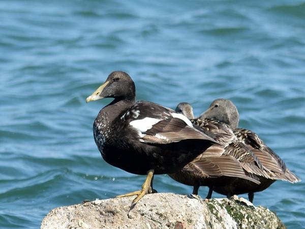 <h3><a href="/trips/helgoland/biota/animalia/chordata/aves/007 anseriformes/003 anatidae/somateria mollissima/somateria mollissima-nl.html">Somateria&nbsp;mollissima</a> / Common&nbsp;eider / Eider</h3>NIKON D7100 met AF-S Nikkor 300mm f/2.8G IF-ED VR II, 1/4000 sec  bij F4.0, ISO 400, afstand 29.8&nbsp;m